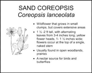 SAND COREOPSIS 