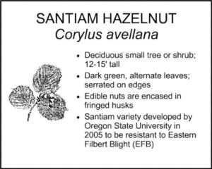 SANTIAM HAZELNUT