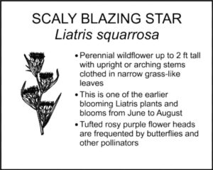 SCALY BLAZING STAR