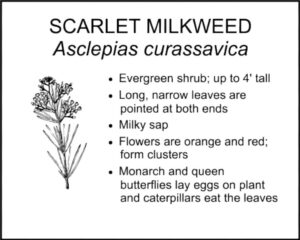 SCARLET MILKWEED