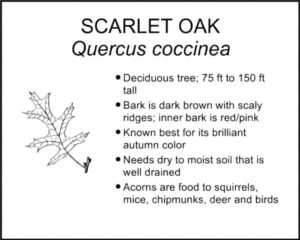 SCARLET OAK