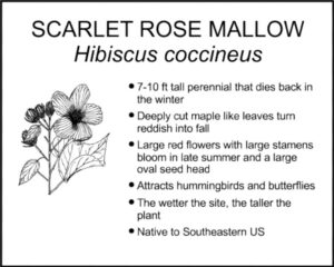 SCARLET ROSE MALLOW