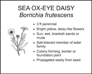 SEA OX-EYE DAISY