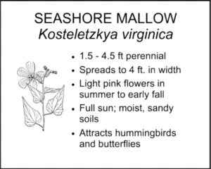 SEASHORE MALLOW