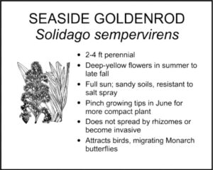 SEASIDE GOLDENROD