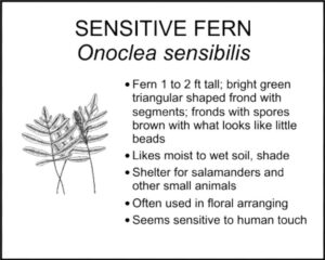 SENSITIVE FERN