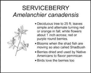 SERVICEBERRY