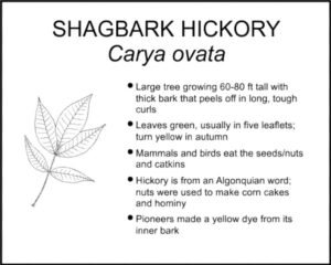 SHAGBARK HICKORY