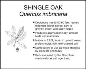 SHINGLE OAK