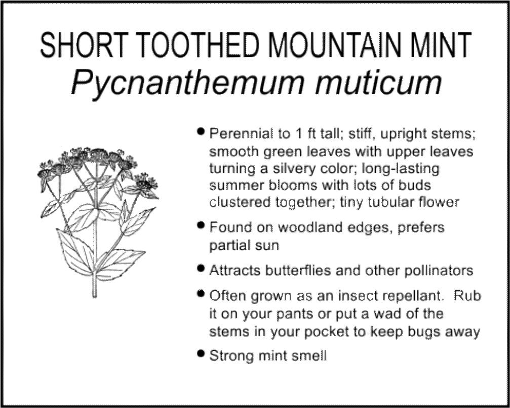 SHORT TOOTHED MOUNTAIN MINT