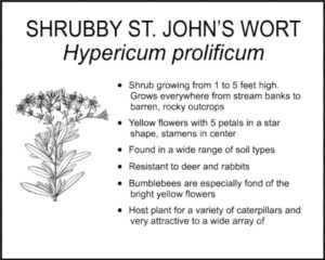 SHRUBBY ST. JOHN’S WORT