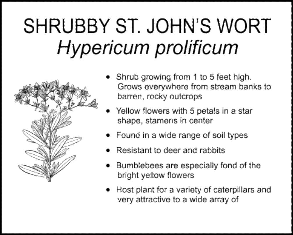 SHRUBBY ST. JOHN’S WORT