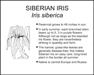 SIBERIAN IRIS