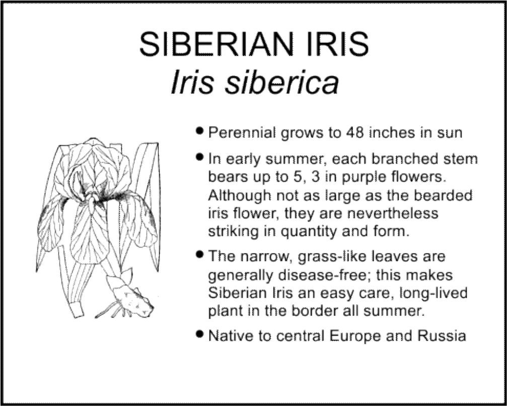 SIBERIAN IRIS
