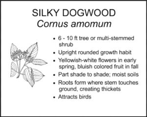 SILKY DOGWOOD