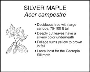 SILVER MAPLE