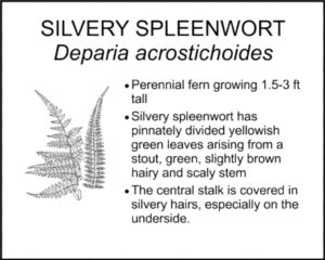 SILVERY SPLEENWORT