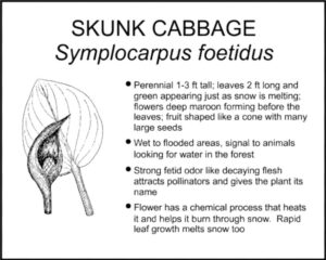 SKUNK CABBAGE