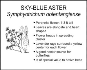 SKY-BLUE ASTER