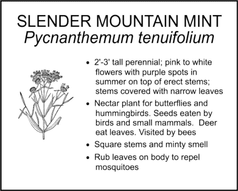SLENDER MOUNTAIN MINT