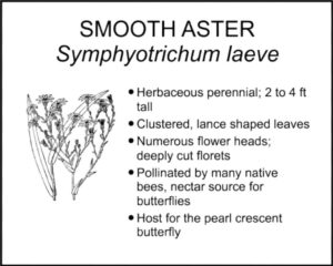 SMOOTH ASTER