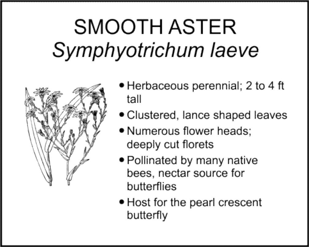 SMOOTH ASTER