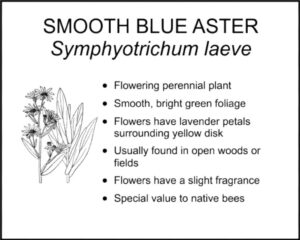 SMOOTH BLUE ASTER