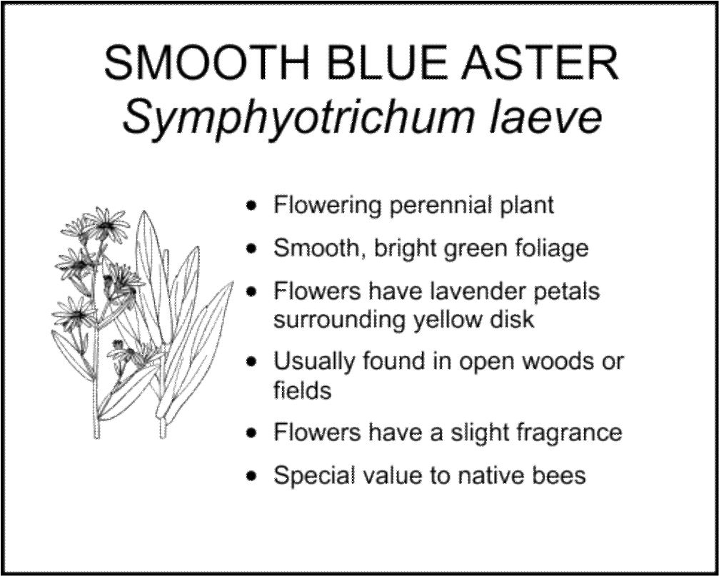 SMOOTH BLUE ASTER
