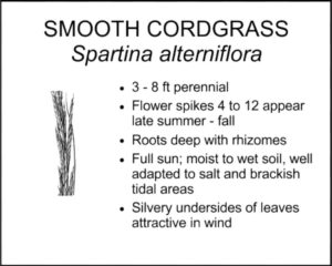 SMOOTH CORDGRASS