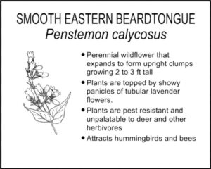 SMOOTH EASTERN BEARDTONGUE