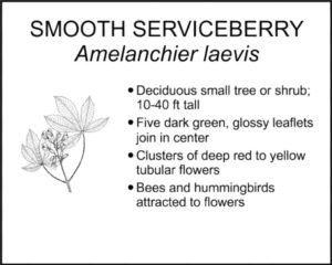 SMOOTH SERVICEBERRY