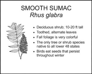 SMOOTH SUMAC