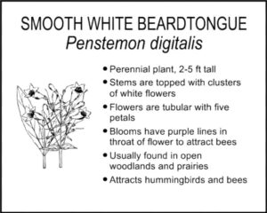 SMOOTH WHITE BEARDTONGUE