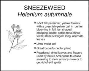 SNEEZEWEED