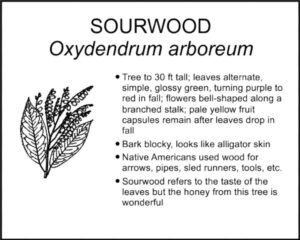 SOURWOOD