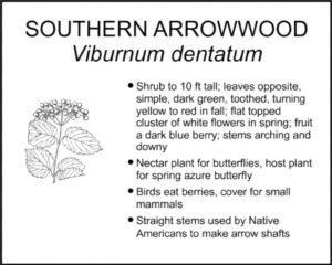 SOUTHERN ARROWWOOD