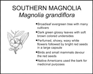 SOUTHERN MAGNOLIA