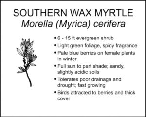 SOUTHERN WAX MYRTLE