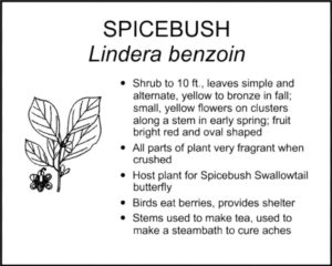 SPICEBUSH