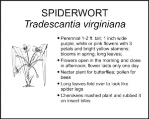 SPIDERWORT