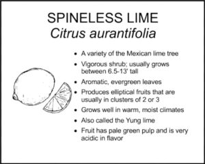 SPINELESS LIME