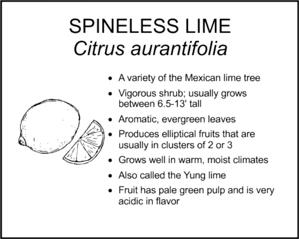 SPINELESS LIME