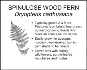 SPINULOSE WOOD FERN