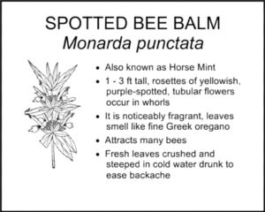 SPOTTED BEE BALM