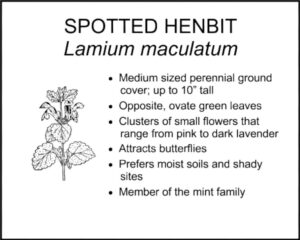 SPOTTED HENBIT