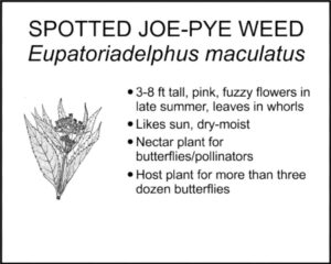 SPOTTED JOE-PYE WEED