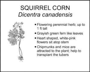 SQUIRREL CORN