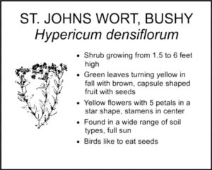 ST. JOHNS WORT