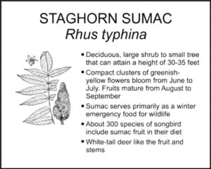 STAGHORN SUMAC