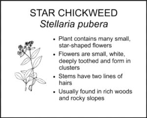 STAR CHICKWEED